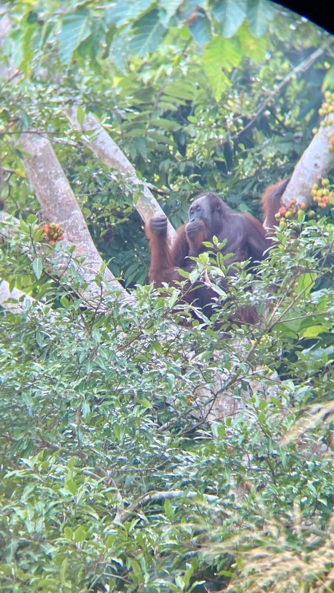 Borneo Jungle Adventure Villa Kinabatangan Kültér fotó