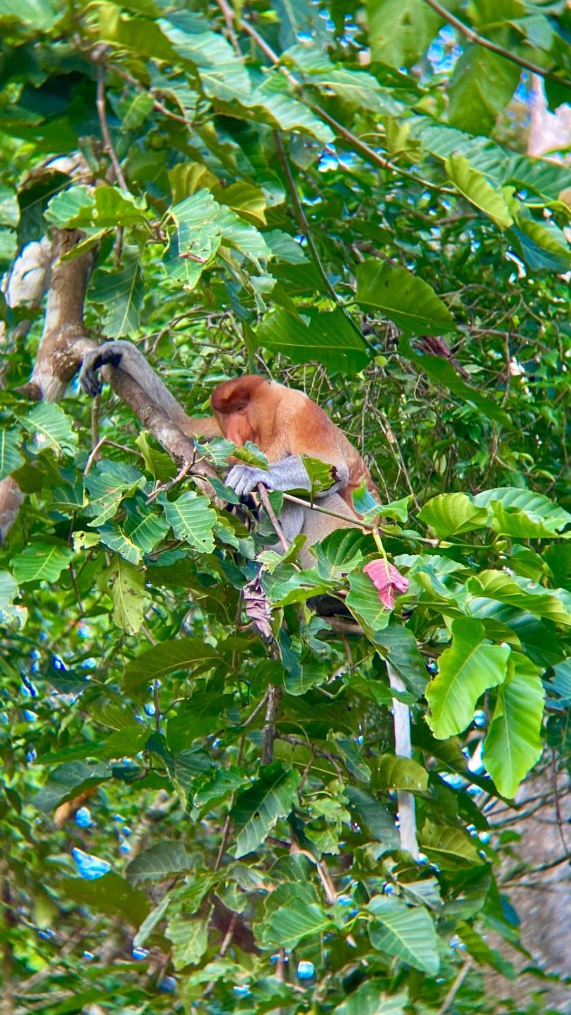 Borneo Jungle Adventure Villa Kinabatangan Kültér fotó