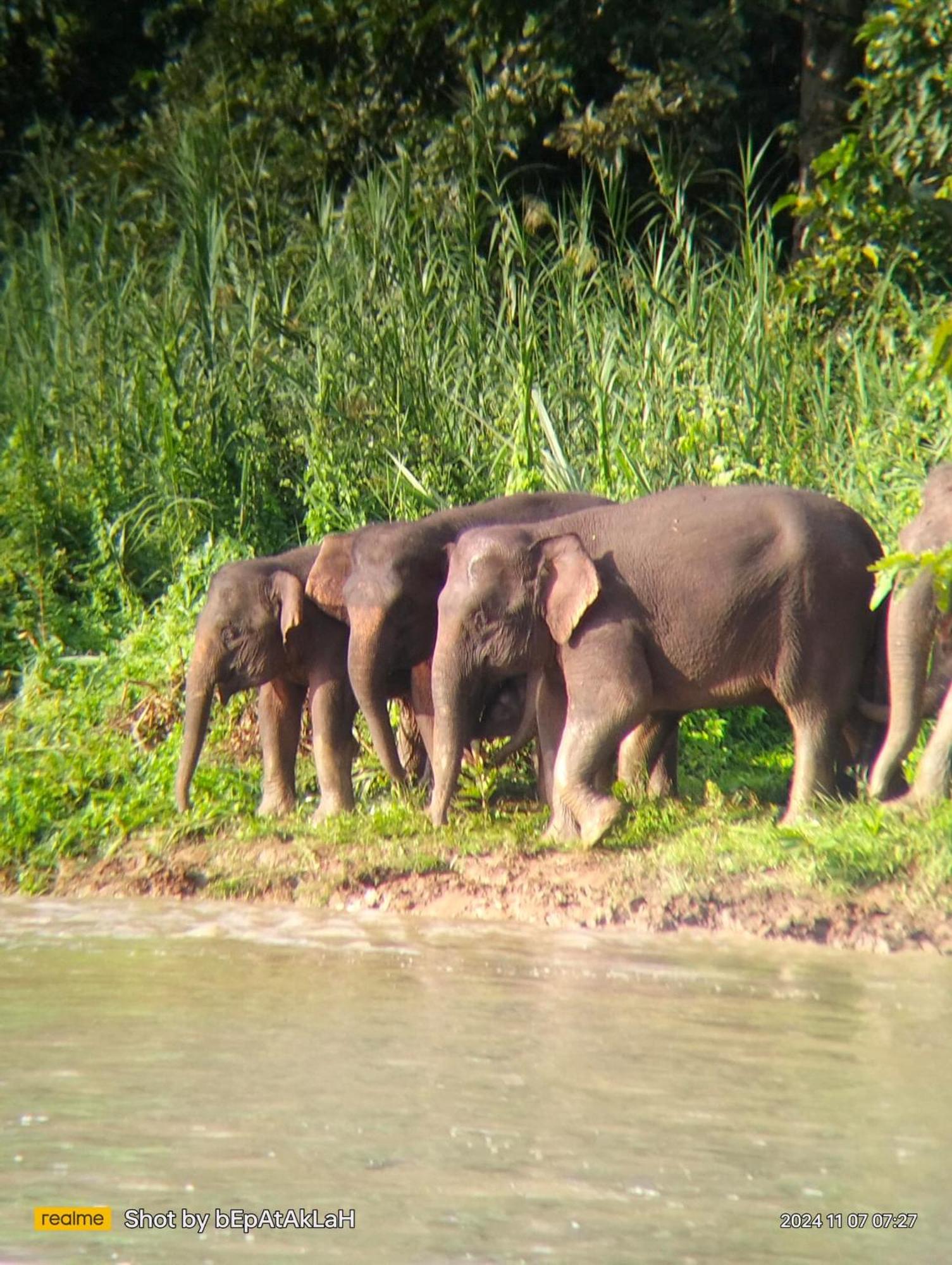 Borneo Jungle Adventure Villa Kinabatangan Kültér fotó