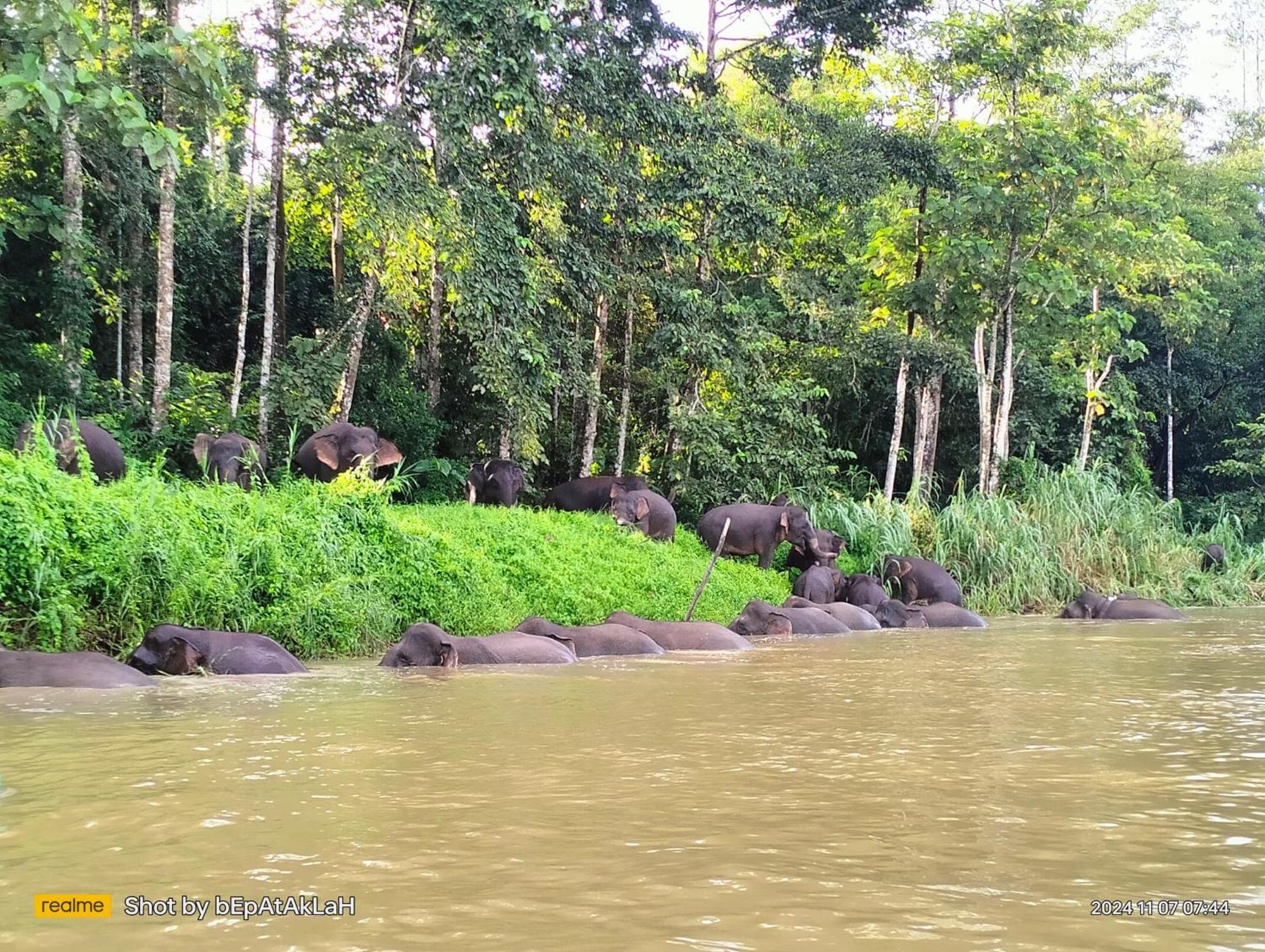 Borneo Jungle Adventure Villa Kinabatangan Kültér fotó