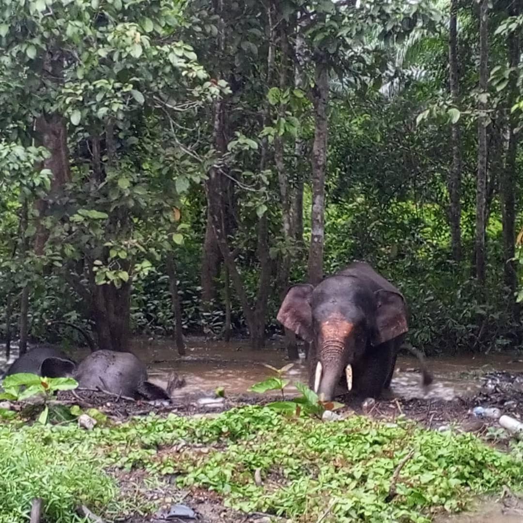 Borneo Jungle Adventure Villa Kinabatangan Kültér fotó