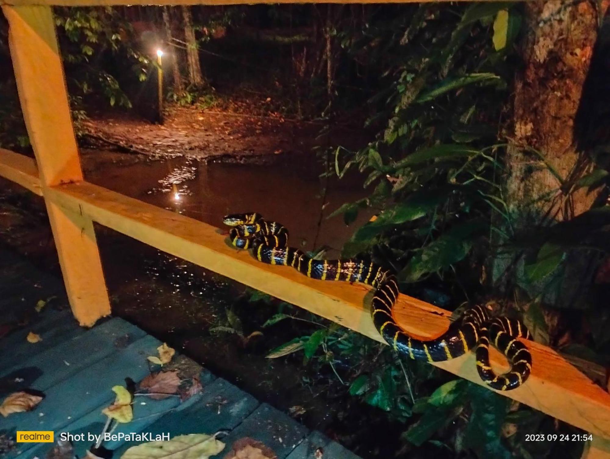 Borneo Jungle Adventure Villa Kinabatangan Kültér fotó