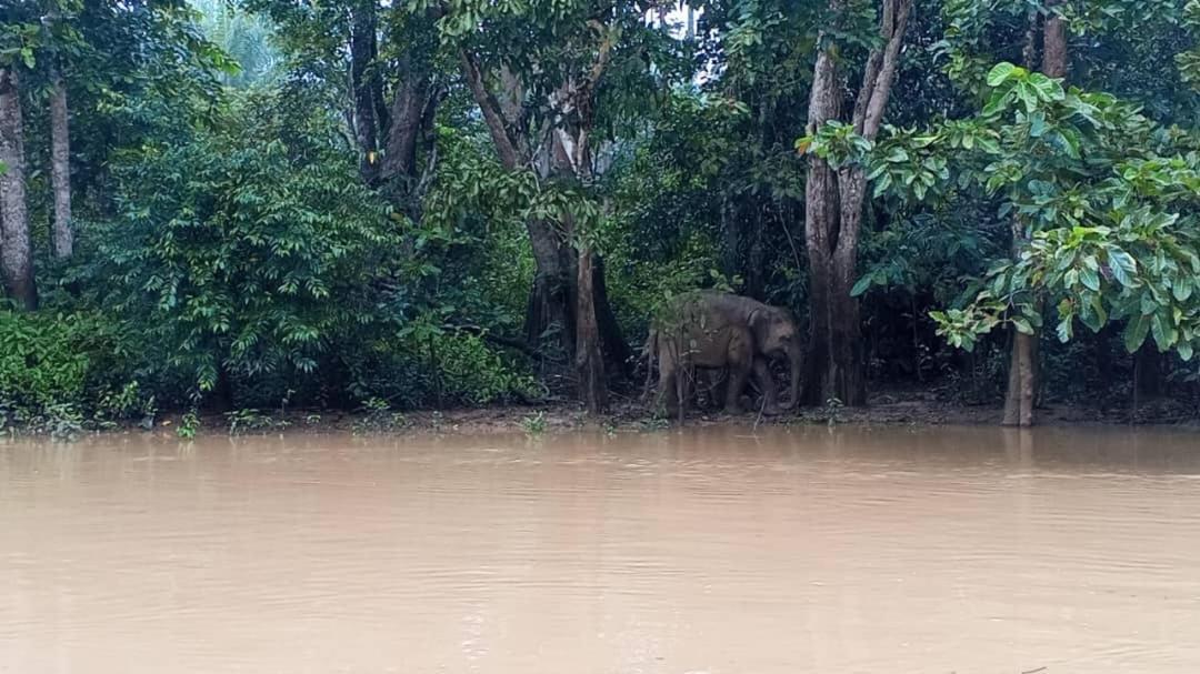Borneo Jungle Adventure Villa Kinabatangan Kültér fotó