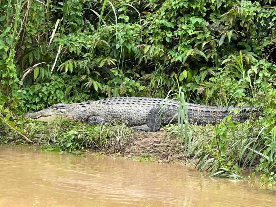 Borneo Jungle Adventure Villa Kinabatangan Kültér fotó