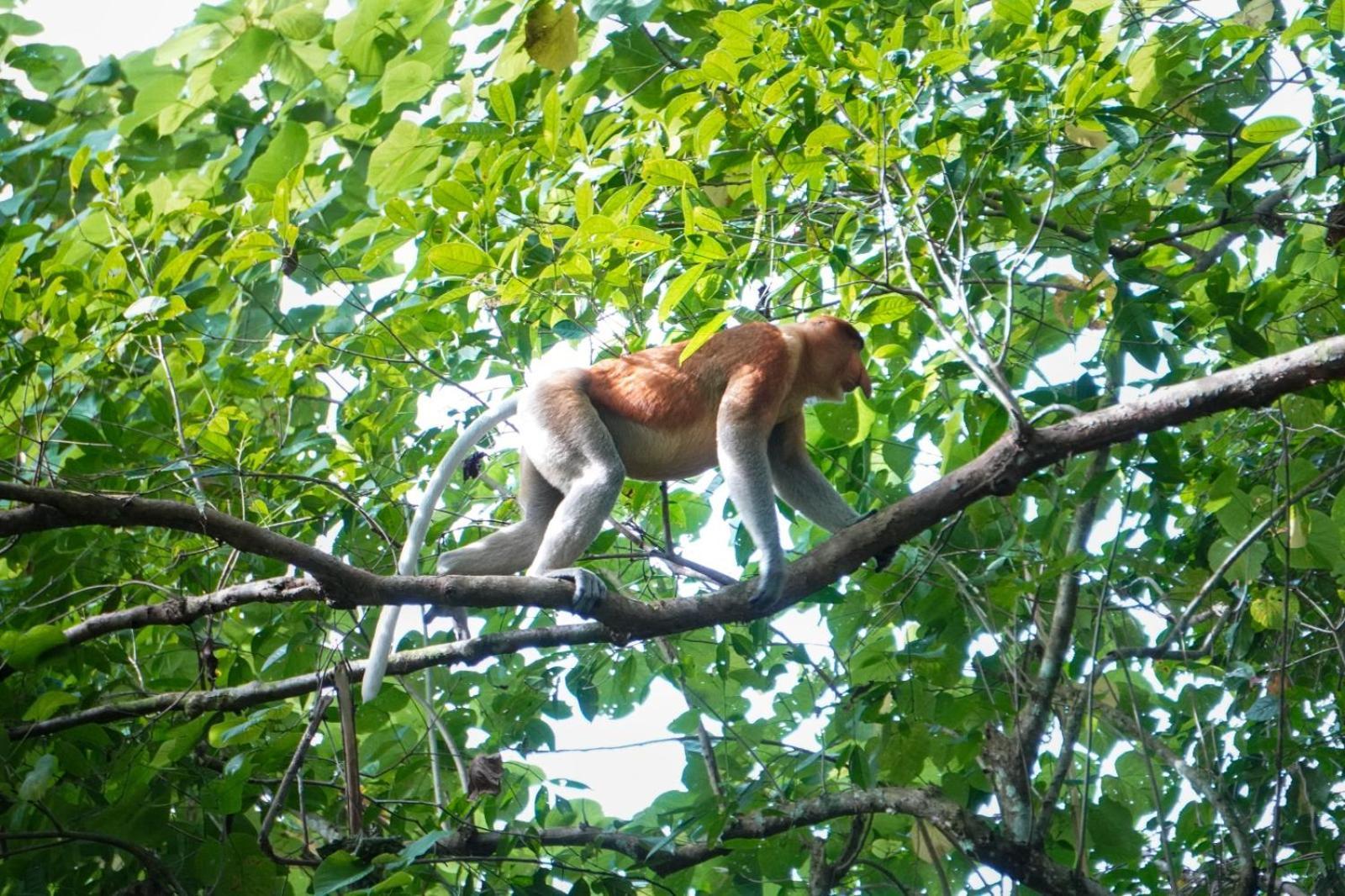 Borneo Jungle Adventure Villa Kinabatangan Kültér fotó