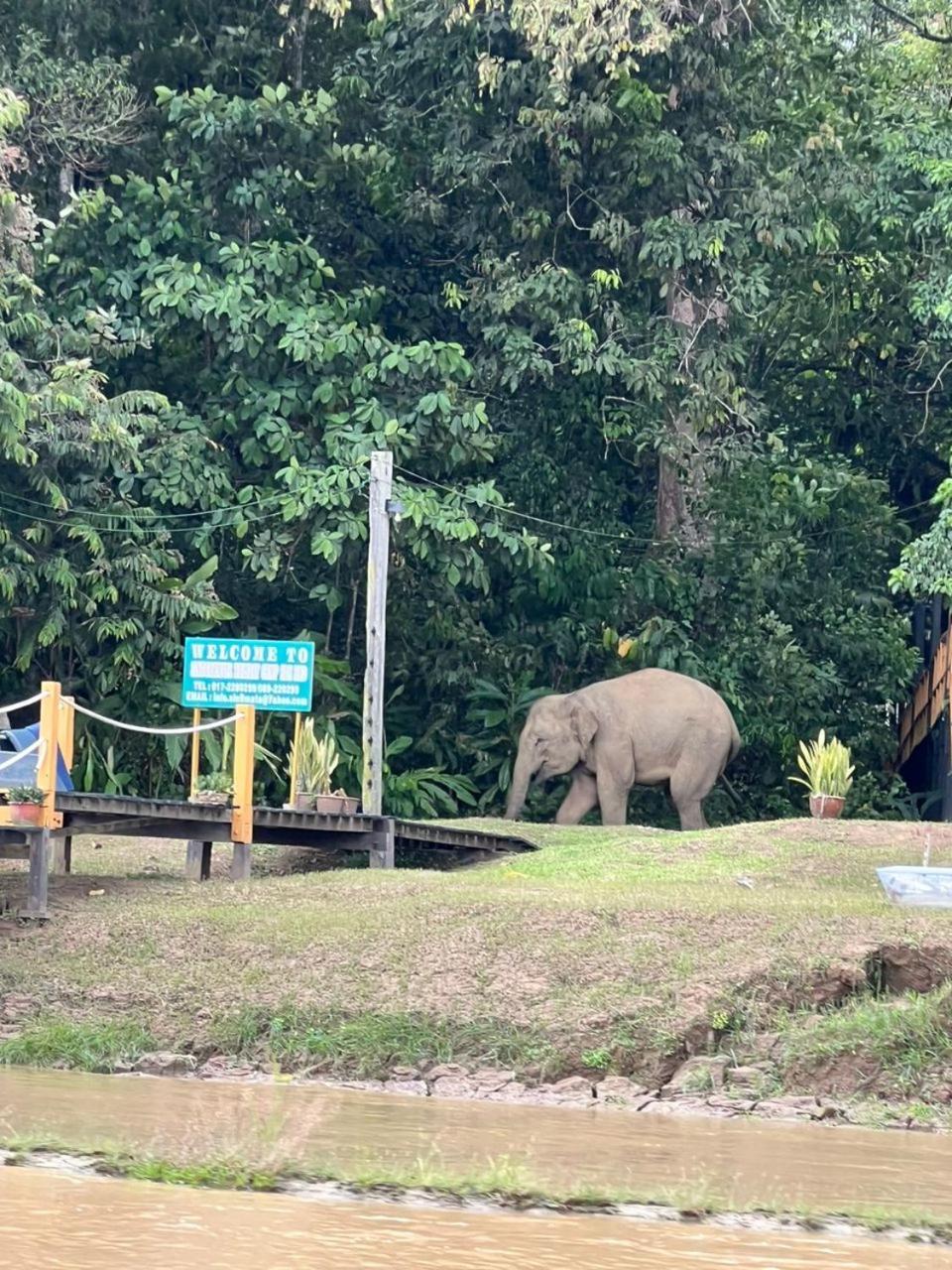 Borneo Jungle Adventure Villa Kinabatangan Kültér fotó