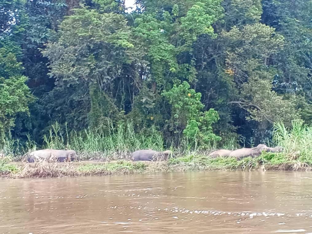 Borneo Jungle Adventure Villa Kinabatangan Kültér fotó